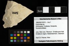 Foto (Objekt + Etiketten) von Eodromites sp. 